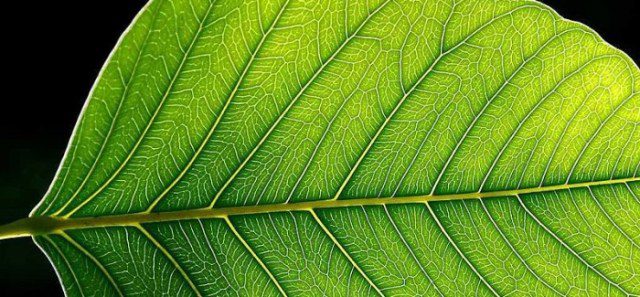 Blog-post-10-cellulose