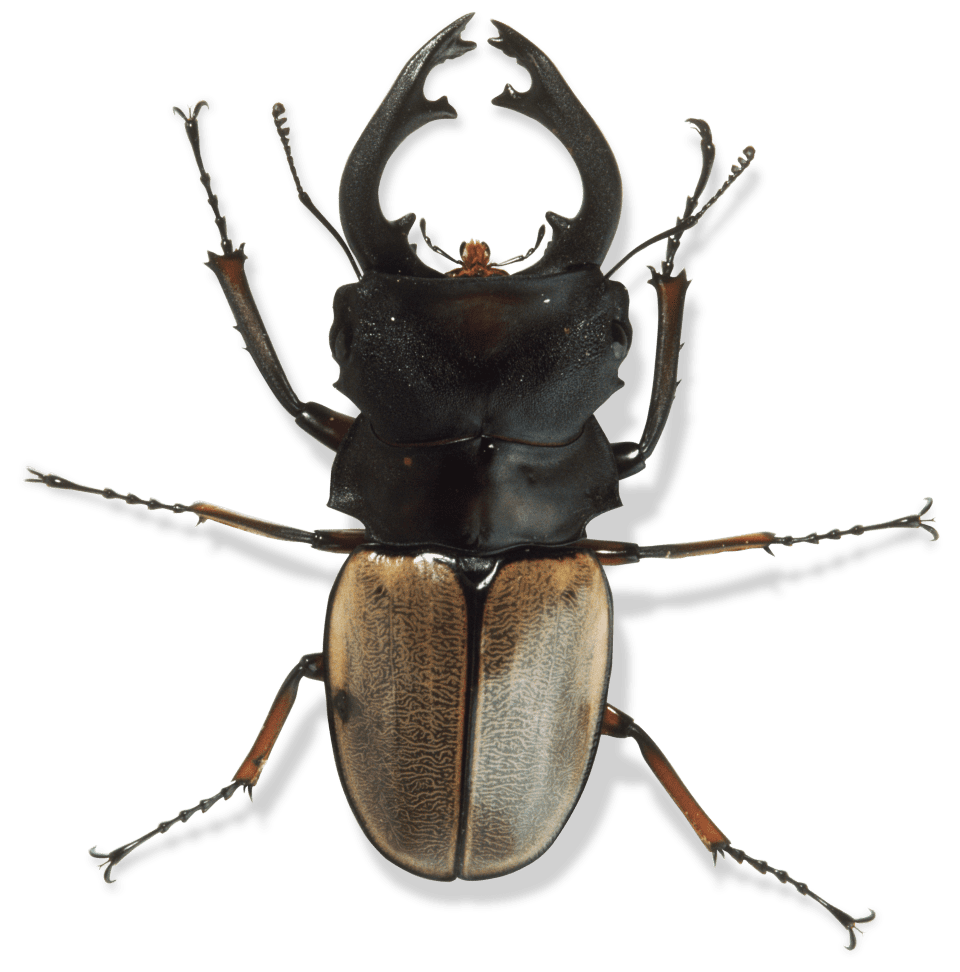 Blog-post-10-chitin