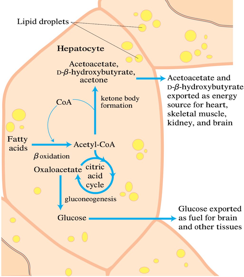 Blog-post-27-Ketones-mechanism