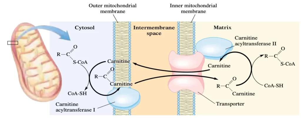Blog-post-37-Carnitine-Transporter