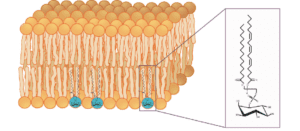 Blog-post-7-Phosphatidylinositol-Membrane-Lipid
