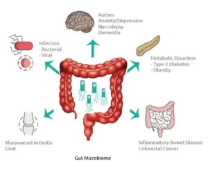 Blog-post-8-Gut-Microbiome-Human-Health-Impact