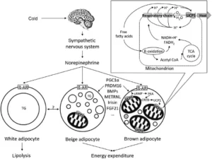 Blog-post-47-Brown-Adipose-Tissue