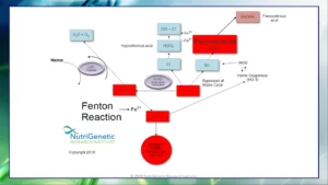 Blog-post-49-Fenton-reaction