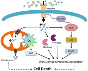 Blog-post-50_Glutamate_and_Excitotoxicity