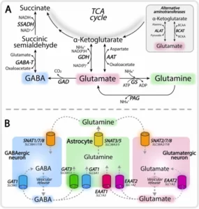 Blog-post-50_Glutamate_and_its_precursors