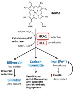 Blog-post-54-HMOX-Pathway